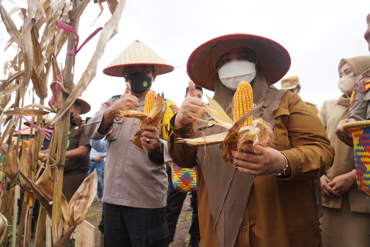 Panen Jagung 15 Hektar, Paser Potensial Swasembada Jagung