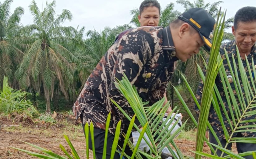  Bupati Lakukan Replanting Sawit pada HUT ke 34 Kerta Bhakti 