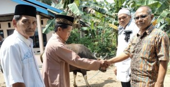 Semua Kecamatan Mendapatkan Sapi dari Pemkab