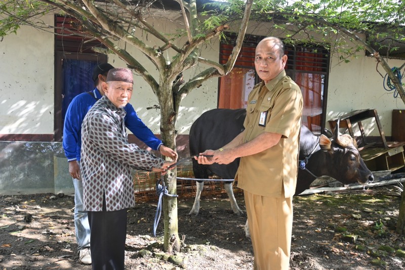 Ponpes Bina Islam Terima Sapi Kurban dari Bupati