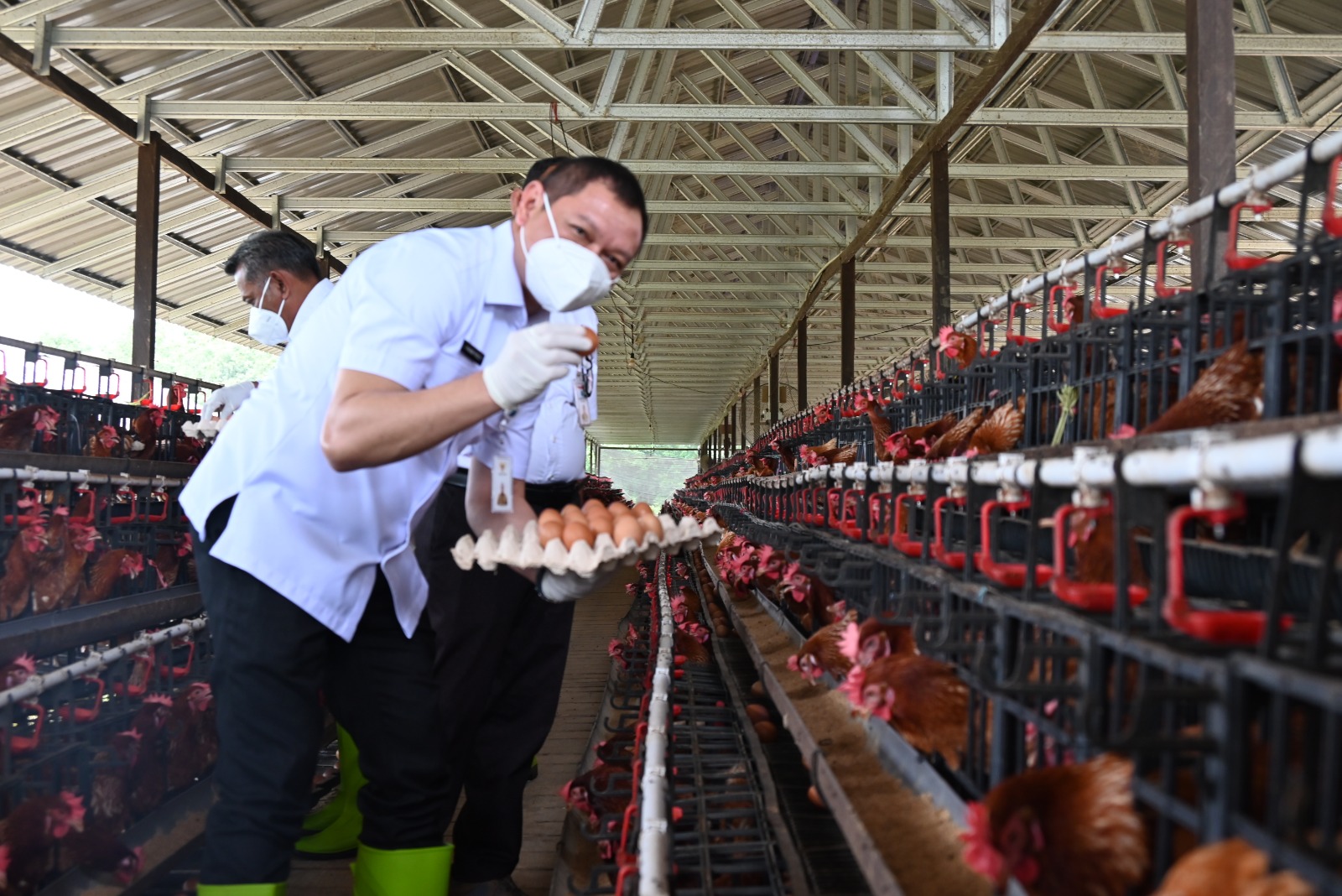 Bupati Fahmi Tinjau Kandang Ayam Petelur di Petangis, Apresiasi Program Pengendalian Inflasi Berhasil