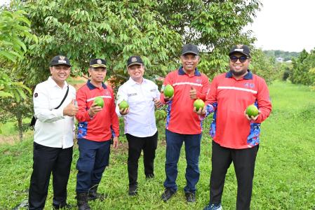 Wabup Ikhwan Panen Alpukat 